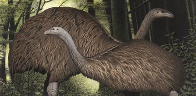 Ghosts of species past: shedding new light on the demise of NZ’s moa can help other flightless birds