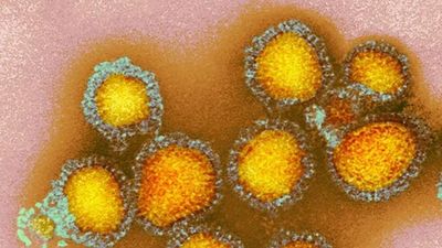 Scientists find secret 'back door' flu viruses use to enter cells