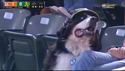 Watching this dog wearing an A’s hat getting booped on the nose at an Oakland game will make your day