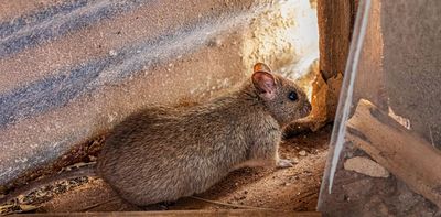 The greater stick-nest rat almost went extinct. Now it’s found an unlikely ally: one of Australia’s worst weeds