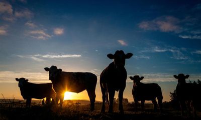 Farmers launch fresh campaign for NSW to cut daylight saving