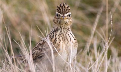 Country diary: Watching a skylark watching me