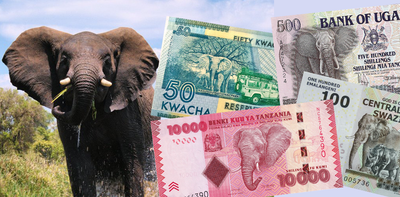 Almost 1 in 6 of the world’s banknotes feature wildlife – and they’re not always the creatures you’d expect