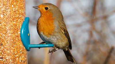 Eight tips on what to feed birds from your garden