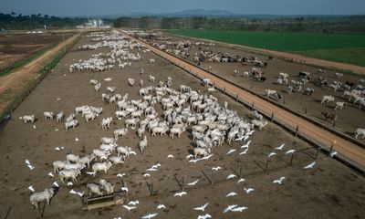 Brazilian rancher ordered to pay $50m for damage to Amazon