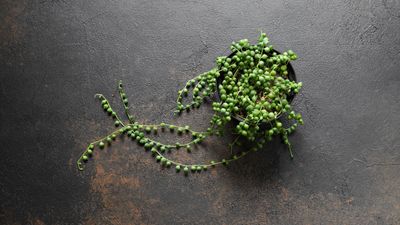 Why is my string of pearls shriveling? Here are the common causes, plus expert tips on how to revive this trailing houseplant