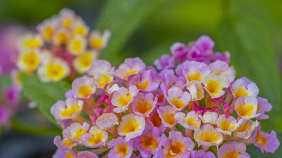 How to fertilize lantana – for long-lasting rainbow blooms