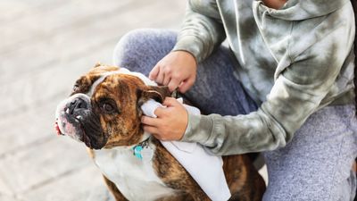 How to clean a dog’s ear (tips and tricks from a vet)