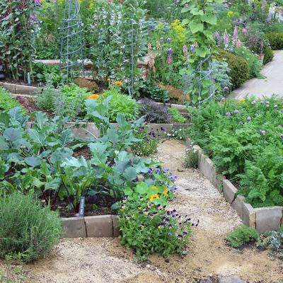 7 plants that repel pests - from aphids to mosquitos this is how to naturally deter them from your garden