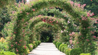 Best climbing roses – 12 romantic varieties to add scent and color to any outside space