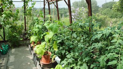 Why damping down a greenhouse is the ‘easiest and most economical' way of reducing temperatures to avoid damaging plants