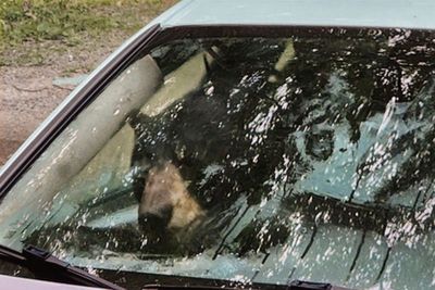 Black bear and cub remind residents why you should lock your car if you live near wildlife