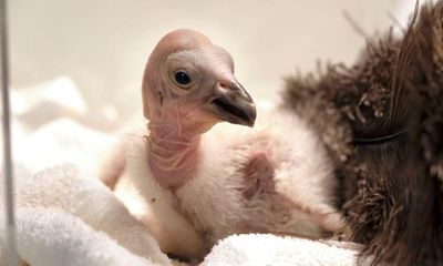 ‘Nature’s clean–up crew’: record-setting 17 condor chicks hatch at LA Zoo