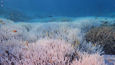 Keeping reef off in-danger list sends 'false message'