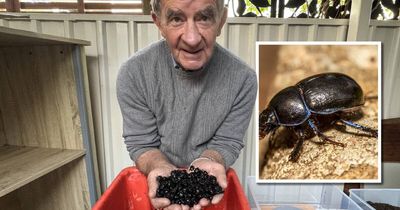 What's that sound? Dang! It's 40,000 dung beetles ready to work