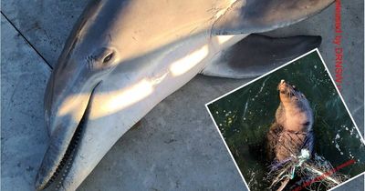 Key government committee savages shark nets' impacts on marine life