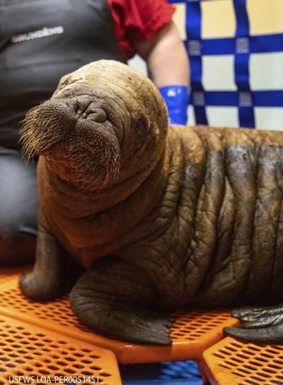 Rescued Walrus Calf Thriving At Alaska Wildlife Center