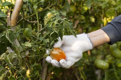 Pesticide Use In Farms Poses Cancer Risk Similar To Smoking: Study