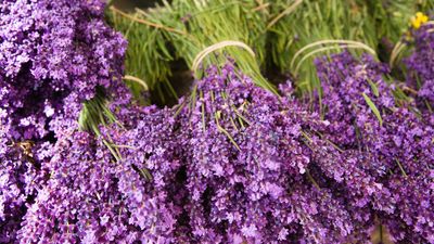 Now is the best time to harvest your lavender — here’s how to do it the right way