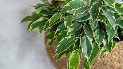 Weeping fig indoor plant care guide – experts share top tips for these small trees
