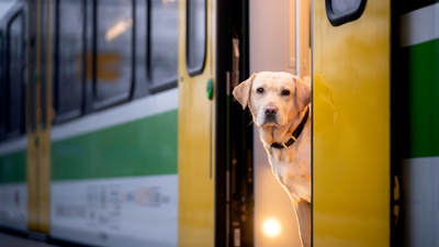 Can dogs travel on trains? Dos and don’ts to follow