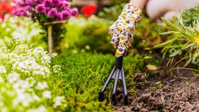 Gardening jobs calendar: month-by-month schedule to complete outdoor tasks