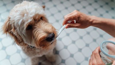 How to brush a dog’s teeth: A vet’s guide