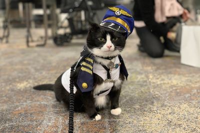 Meet Duke Ellington – A Therapy Cat Who Helps With Anxiety In San Francisco International Airport