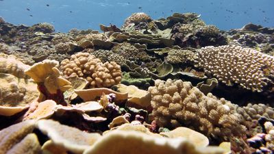 Satellites are game changers for protecting coral reefs in a warming world