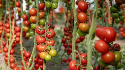 How to increase tomato yields – 10 reliable and successful ways to boost your harvests