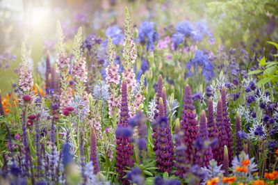 What to Plant to Make Your Garden Feel Magical — 6 "Fairytale" Plants for an Enchanting Woodland Look