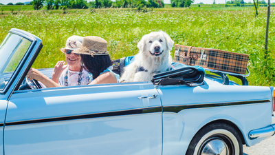 How to go on a road trip with a dog