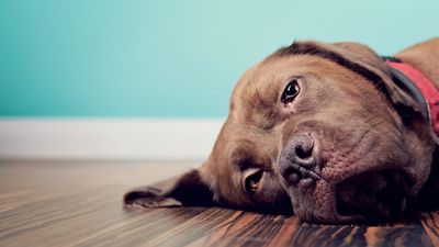 Worried about your dog's mental health? Trainer reveals surprising reason why they may be feeling scared or anxious (and what you can do about it)