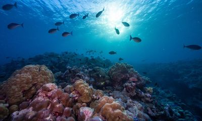 Australia’s north-west reefs teem with life – but they are also at the centre of a massive fossil fuel expansion