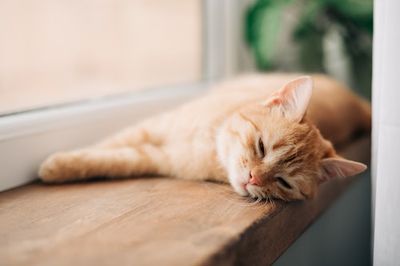 Should You Leave the Air Conditioning On For Your Cat? A Veterinarian Reveals An Unexpected Answer