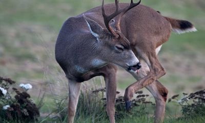 Oregon poachers are harassing, killing deer with pellet guns