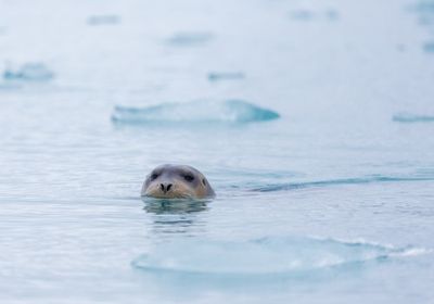 These Adorable Sea Creatures Play A Key Role In Tracking Climate Change