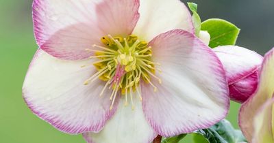 The best things in life - and the garden - are free