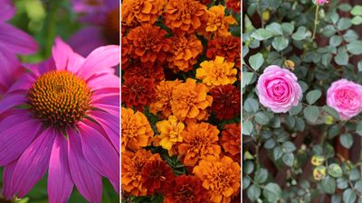 The 7 flowers to plant in August, according to gardening gurus