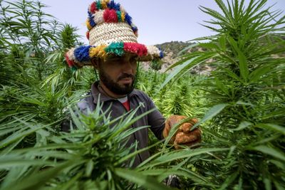 In Morocco, Cannabis Growers Come 'Out Of The Shadows'