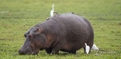 Hippos don’t fly – but the massive animals can get airborne