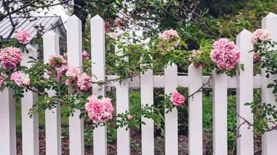 How to Plant and Grow Climbing Roses for Pretty Privacy — It's Time to Add Fragrance and Foliage to Your Plain Fence