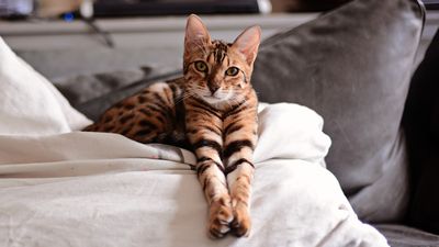 The top 10 most expensive cat breeds in the US
