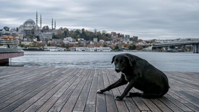 Turkey's plan to cull street dogs provokes fury across political lines