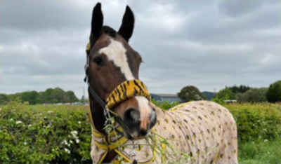 Horse killer on the loose in Nottinghamshire after animal found mutilated in sickening attack