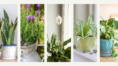 5 of the best houseplants for bedrooms – from sleep aids to air purifiers