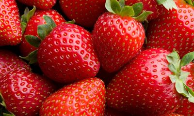 Strawberry yields: wet then warm weather leads to bumper UK harvest