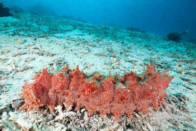 Sea cucumbers are a godsend for oceans