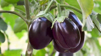 When and how to fertilize eggplants and the best feeds to pick for bumper harvests