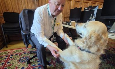 Watch out Larry: how Jennie the golden retriever is taking Westminster by storm